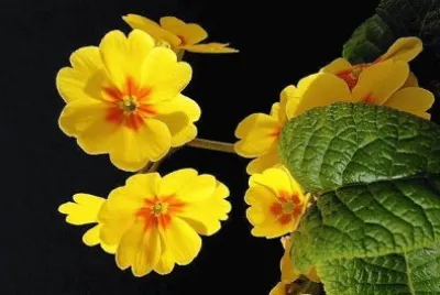 flores