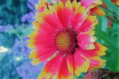 flores