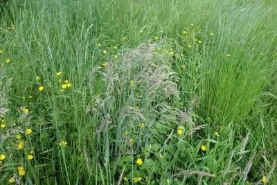 herbes folles