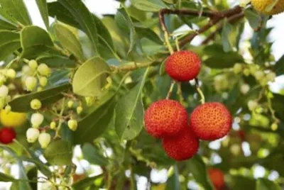frutas