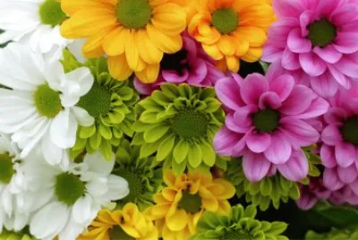 å½©è‰²é®®èŠ±