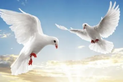 bellas palomas