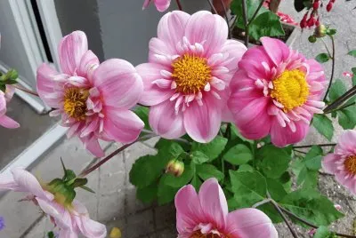Dahlia