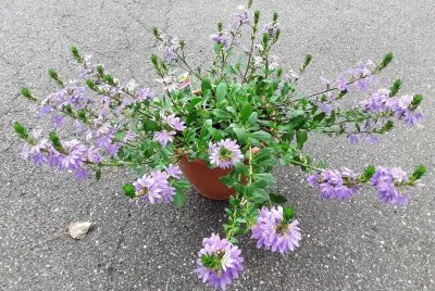 fleur
