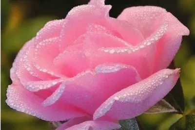 pink rose