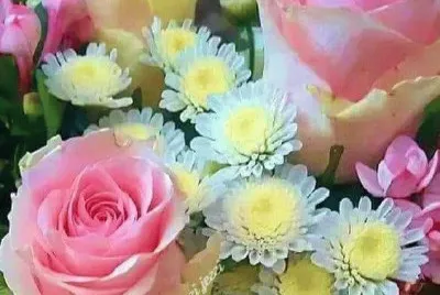 roses