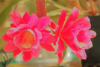 flores