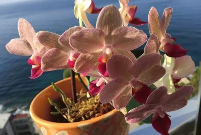 orchidea