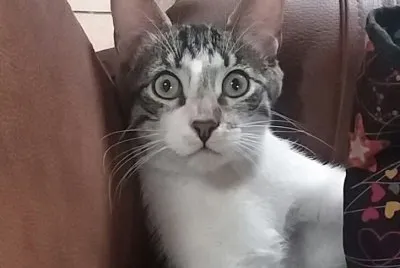 Niko sorprendido