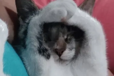 NIKO POSE