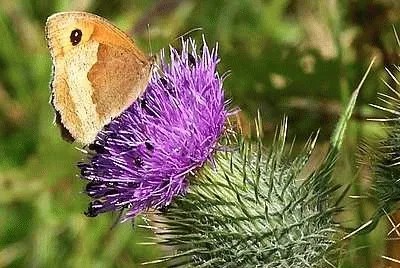 Butterfly on Thistle