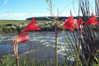 flores