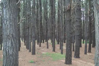 Bosque