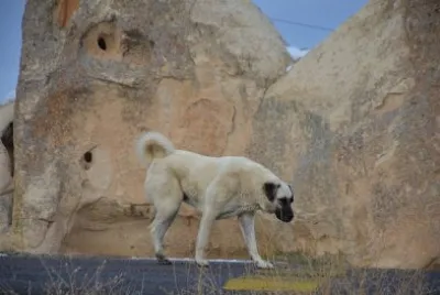 Kangal