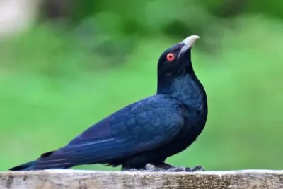 Koel