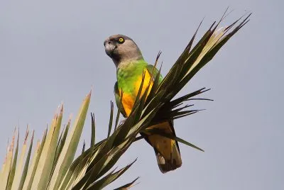פאזל של Pappagallo del senegal