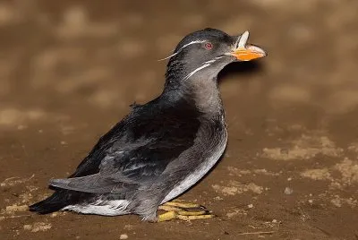 Alca minore rinoceronte