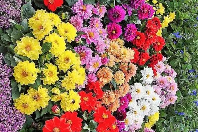 flores
