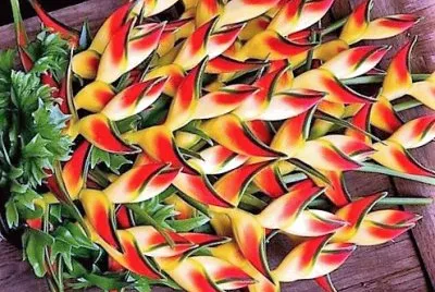 flores