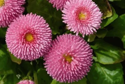 rojeta