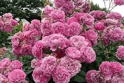 flores
