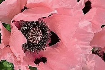 flores