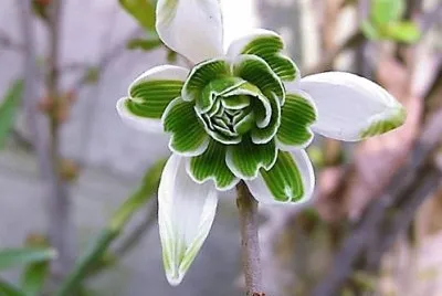 flores