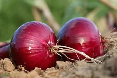 cebola