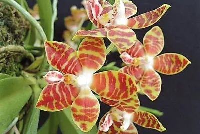 flores