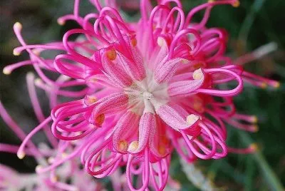 flores
