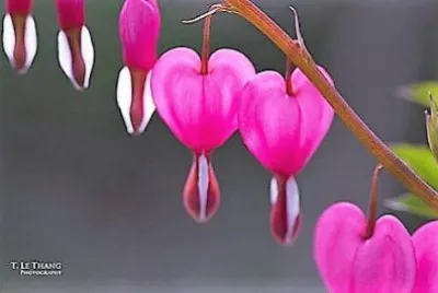 flores