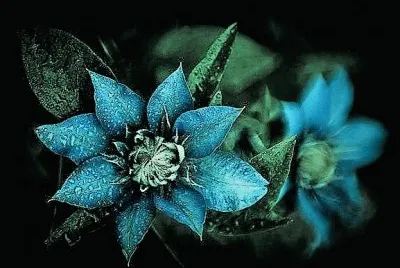 flores