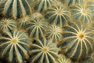 Cactus