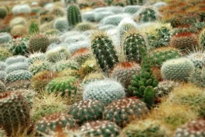 Cactus