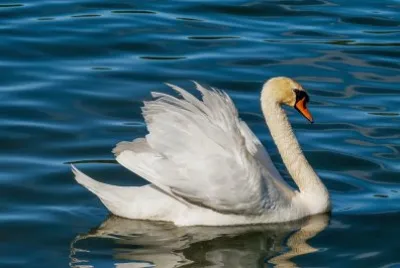 Cisne