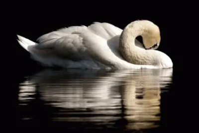 Cisne