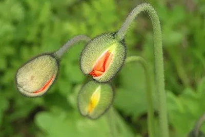 Oscocthaj Poupaplos