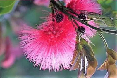 flores