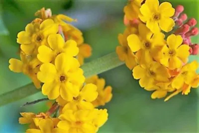 flores