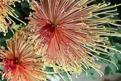 flores