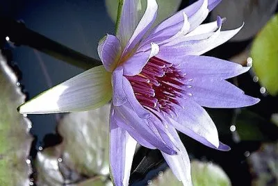 flores