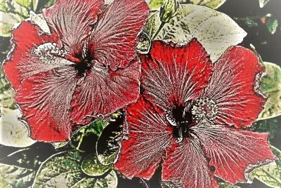 flores