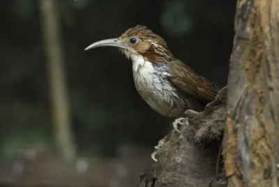 Garrulo scimitarra maggiore