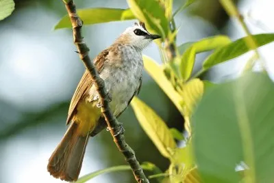 Bulbul coronanera