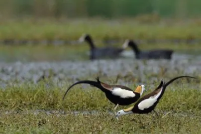 Jacana codalunga