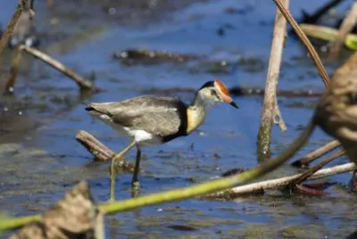 Jacana crestata jigsaw puzzle