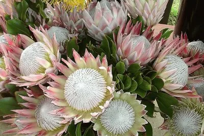 flores