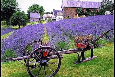 flores