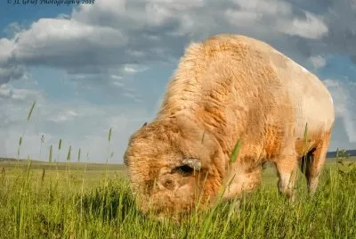 white buffalo jigsaw puzzle