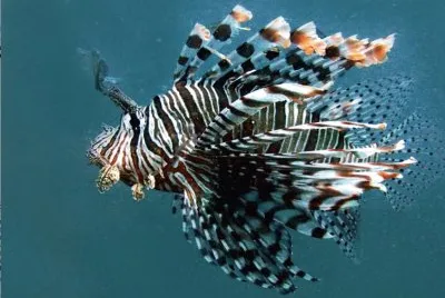 lionfish